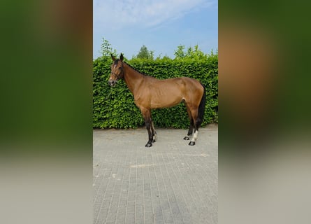 Zangersheider, Stute, 6 Jahre, 168 cm, Dunkelbrauner