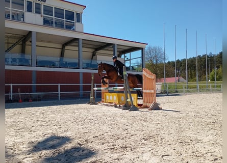 Zangersheider, Stute, 6 Jahre, 168 cm, Rotbrauner