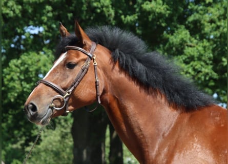 Zangersheider, Stute, 6 Jahre, 169 cm, Brauner