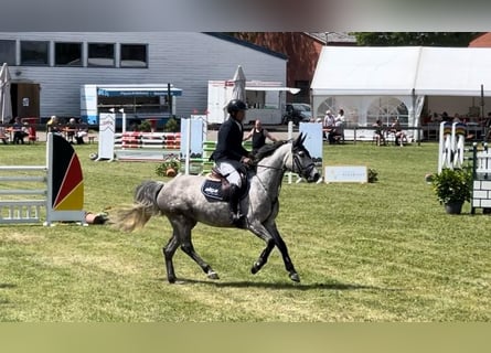 Zangersheider, Stute, 7 Jahre, 163 cm, Schimmel