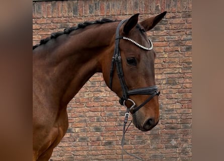 Zangersheider, Stute, 7 Jahre, 167 cm, Brauner