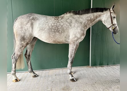 Zangersheider, Stute, 7 Jahre, 170 cm, Schimmel