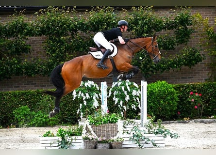 Zangersheider, Stute, 7 Jahre, 177 cm, Brauner
