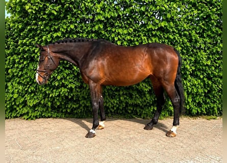 Zangersheider, Stute, 7 Jahre, Schwarzbrauner