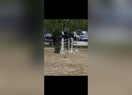 Zangersheider, Stute, 8 Jahre, 162 cm, Rappe