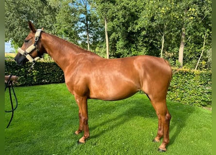 Zangersheider, Stute, 8 Jahre, 167 cm, Fuchs