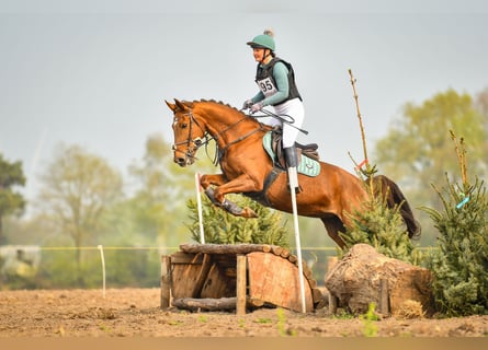 Zangersheider, Stute, 9 Jahre, 166 cm, Fuchs