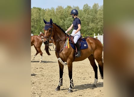 Zangersheider, Stute, 9 Jahre, 167 cm, Brauner