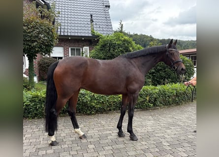 Zangersheider, Stute, 9 Jahre, 167 cm, Brauner