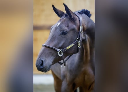 Zangersheider, Wallach, 3 Jahre, 166 cm, Dunkelbrauner