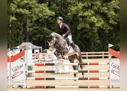 Zangersheider, Valack, 6 år, 165 cm, Gråskimmel