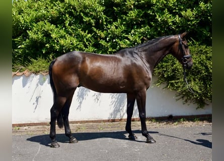 Zangersheider, Valack, 7 år, 167 cm, Mörkbrun