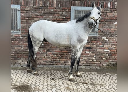 Zangersheider, Wallach, 10 Jahre, 173 cm, Apfelschimmel