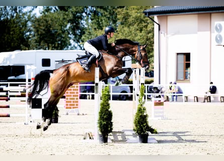 Zangersheider, Wallach, 10 Jahre, 184 cm, Schwarzbrauner