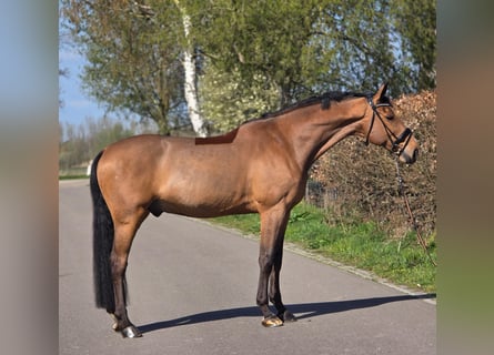 Zangersheider, Wallach, 12 Jahre, 172 cm, Brauner