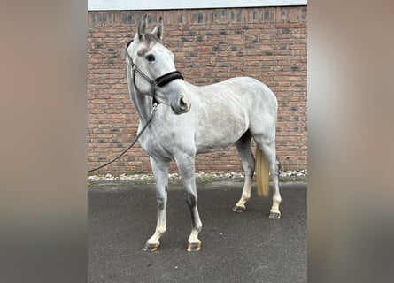 Zangersheider, Wallach, 2 Jahre, 162 cm, Apfelschimmel