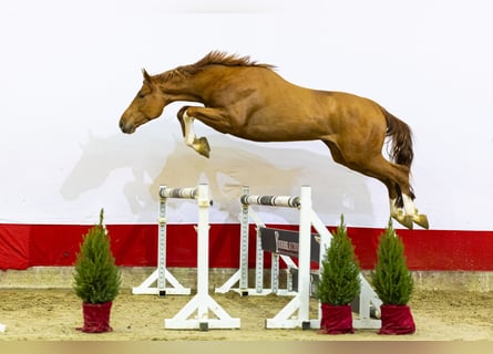 Zangersheider, Wallach, 2 Jahre, 171 cm, Fuchs