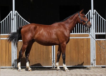 Zangersheider, Wallach, 2 Jahre, 178 cm, Brauner