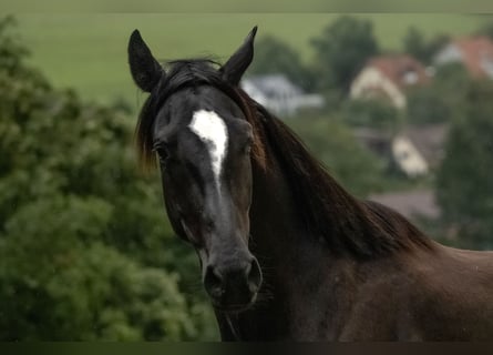 Zangersheider, Wallach, 3 Jahre, 162 cm, Rappe