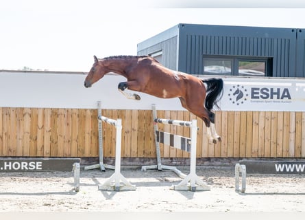 Zangersheider, Wallach, 3 Jahre, 163 cm, Brauner