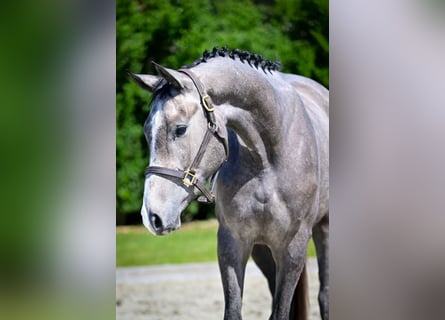 Zangersheider, Wallach, 3 Jahre, 163 cm, Rotschimmel