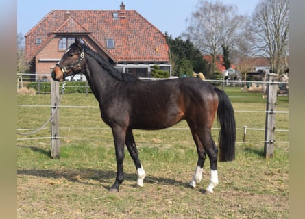 Zangersheider, Wallach, 3 Jahre, 164 cm, Dunkelbrauner