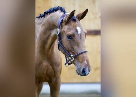 Zangersheider, Wallach, 3 Jahre, 164 cm, Rotbrauner