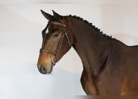 Zangersheider, Wallach, 3 Jahre, 165 cm, Brauner