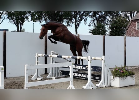 Zangersheider, Wallach, 3 Jahre, 165 cm, Rotbrauner