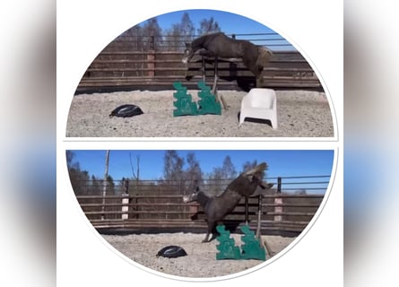 Zangersheider, Wallach, 3 Jahre, 165 cm, Schimmel