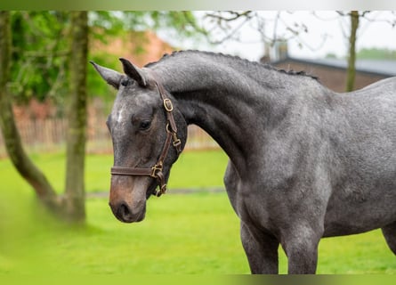 Zangersheider, Wallach, 3 Jahre, 166 cm, Schimmel