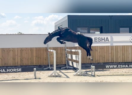 Zangersheider, Wallach, 3 Jahre, 166 cm