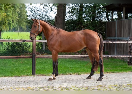 Zangersheider, Wallach, 3 Jahre, 167 cm, Brauner