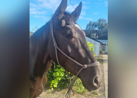 Zangersheider, Wallach, 3 Jahre, 167 cm, Rappe