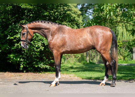 Zangersheider, Wallach, 3 Jahre, 167 cm, Schimmel