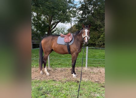 Zangersheider, Wallach, 3 Jahre, 168 cm, Brauner
