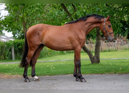 Zangersheider, Wallach, 3 Jahre, 168 cm