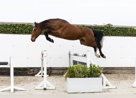 Zangersheider, Wallach, 3 Jahre, 168 cm