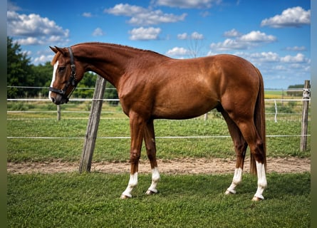 Zangersheider, Wallach, 3 Jahre, 169 cm, Dunkelfuchs