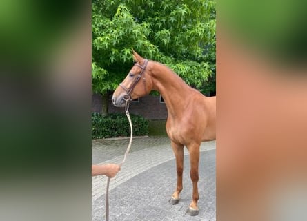 Zangersheider, Wallach, 3 Jahre, 170 cm, Fuchs