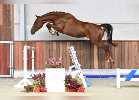 Zangersheider, Wallach, 3 Jahre, 172 cm, Dunkelfuchs
