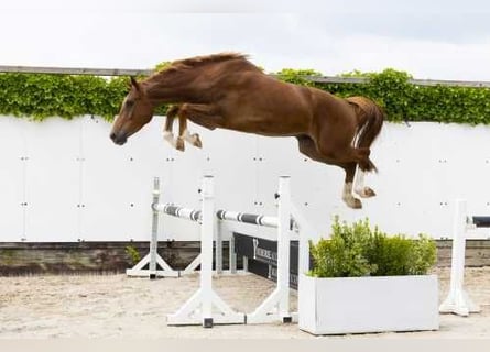 Zangersheider, Wallach, 3 Jahre, 172 cm, Fuchs