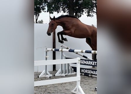Zangersheider, Wallach, 3 Jahre, 172 cm, Rotbrauner