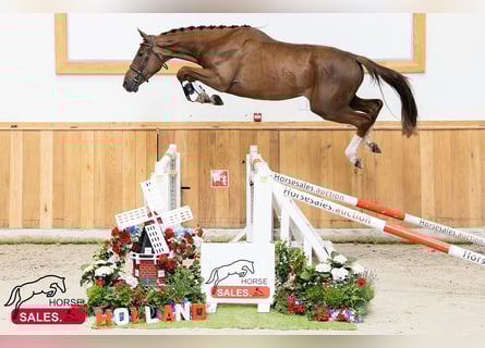 Zangersheider, Wallach, 3 Jahre