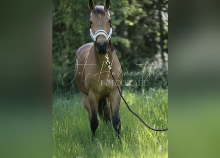 Zangersheider, Wallach, 4 Jahre, 148 cm, Cremello