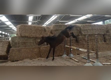 Zangersheider, Wallach, 4 Jahre, 159 cm