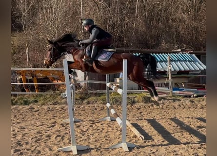 Zangersheider, Wallach, 4 Jahre, 162 cm, Dunkelbrauner