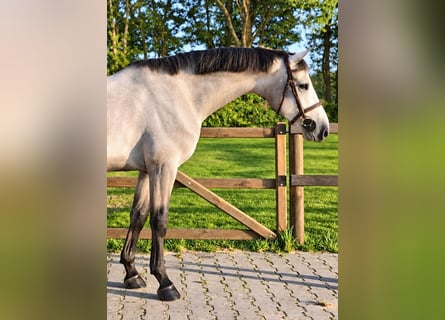 Zangersheider, Wallach, 4 Jahre, 162 cm, Schimmel