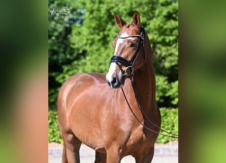 Zangersheider, Wallach, 4 Jahre, 163 cm, Fuchs