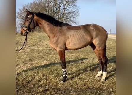 Zangersheider, Wallach, 4 Jahre, 165 cm, Brauner